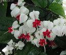 Bleeding Heart